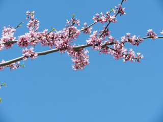 Sakura branch against the blue sky