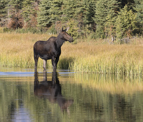 MOOSE IN TALL GRASS BY WATER STOCK IMAGE