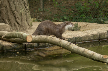 An otter near the water