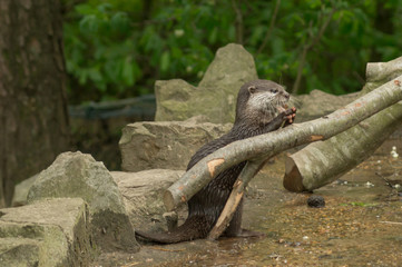 An otter eating