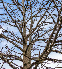 Fundo com galhos secos.