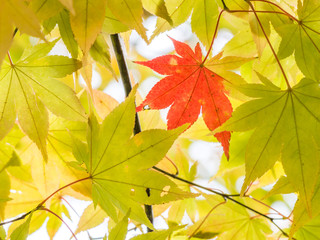 Contrast color of one red maple leaf and green maple leaves.
