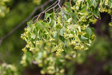  Linden - flowers on the tree (fragrant tea)
