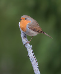 Robin