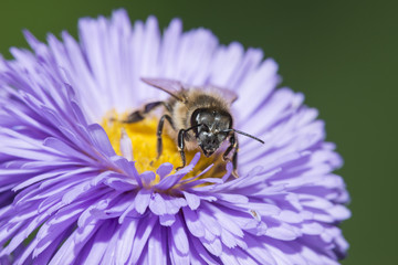 a bee (apis mellifera) on a flower
