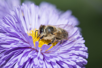 a bee (apis mellifera) on a flower