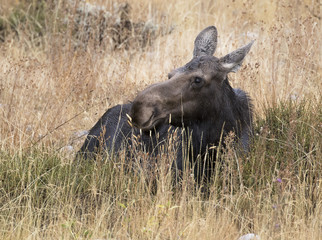 COW MOOSE IN GRASS AND SAGEBRUSH MEADOW STOCK IMAGE