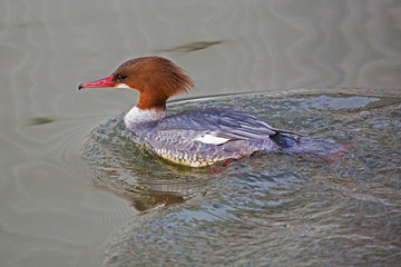 Swimming Goosander female.