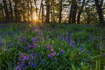Naklejka premium sunset over bluebells