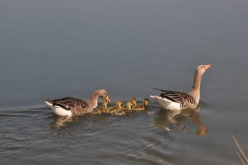 Wildgänse im Wasser