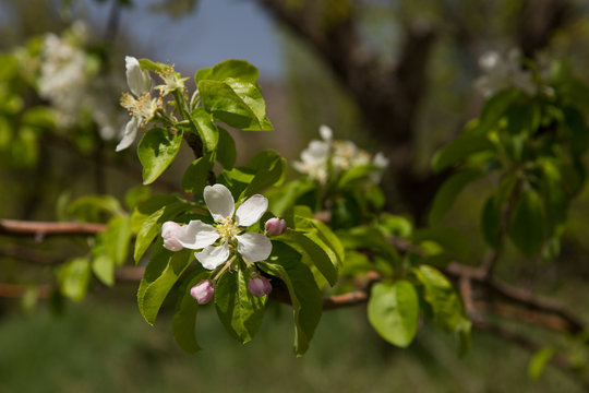 Apple Tree, North Khorasan, Iran