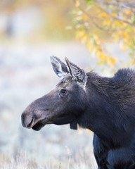 COW MOOSE IN AUTUMN COLORS STOCK IMAGE