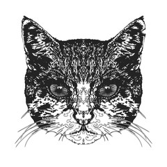Cat's head. Vector illustration.