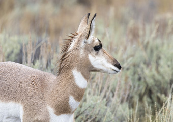 PRONGHORN ANTELOPE IN SAGEBRUSH MEADOW STOCK IMAGE