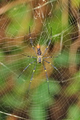spider