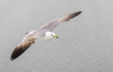 seagull bird flying over the water