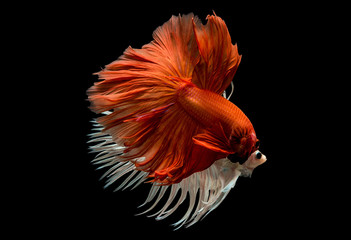 Siamese Fighting Fish Isolated on Black Background