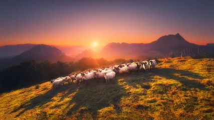 Papier Peint photo Lavable Moutons troupeau de moutons dans la montagne de Saibi