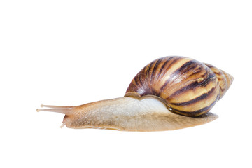 Close up of Snail isolated on white background.