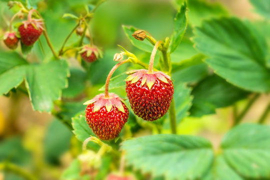 Erdbeeren an Pflanze