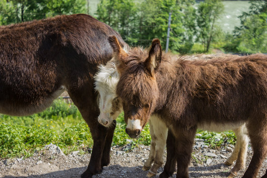 Two Miniature Donkeys On The Willow