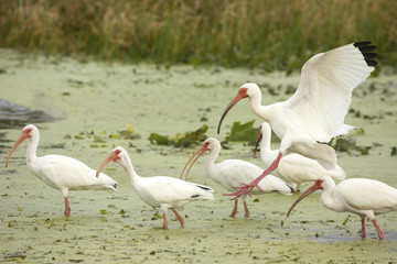 Obraz premium White ibis landing in a swamp at Orlando Wetlands Park.