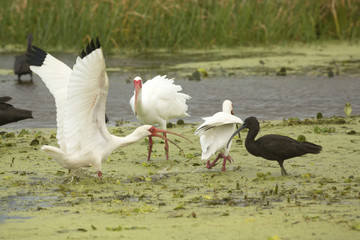 White ibis displaying with wings outspread at Orlando Wetlands Park.