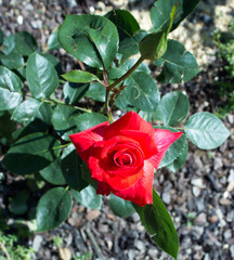 Beautiful red rose in the garden