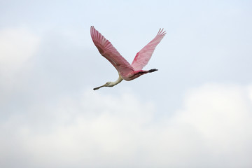 Roseate spoonbill flying in a cloudy sky, Orlando Wetlands Park.
