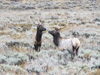 BULL ELK IN SAGEBRUSH MEADOW STOCK IMAGE