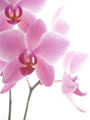 Fototapeta na wymiar Illuminated orchids