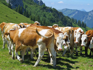 Alpine Cows