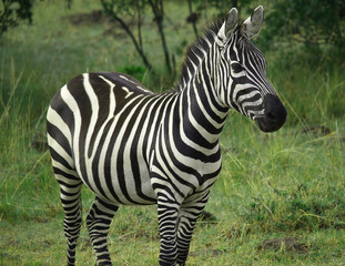 Fototapeta na wymiar Zebra in the Maasai Mara Reserve, Kenya
