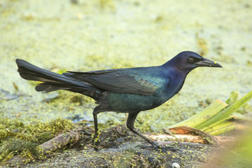 Boat-tailed grackle walking through aquatic vegetation, Orlando Wetlands Park.
