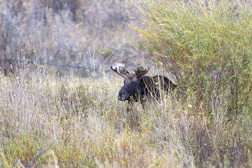 BULL MOOSE IN AUTUMN COLORS STOCK IMAGE