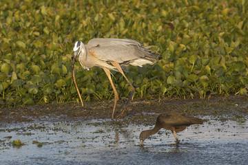 Great blue heron eating a snake at Orlando Wetlands Park.