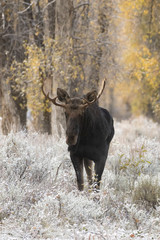 BULL MOOSE IN AUTUMN COLORS STOCK IMAGE