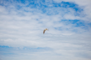 Seagull