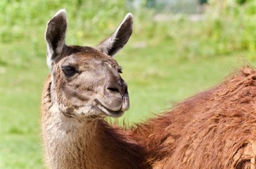 Fototapeta premium Isolated picture with a llama standing awake