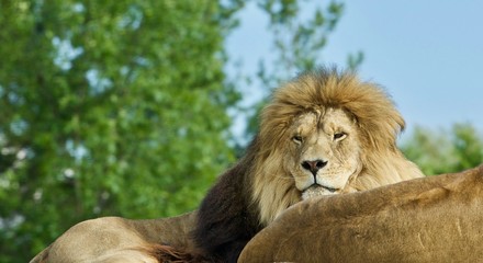 Plakat Isolated photo of two lions laying together