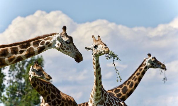 Background with four cute giraffes eating leaves