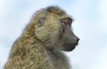 Picture with a funny baboon looking aside
