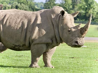 Foto op Plexiglas Background with a rhinoceros standing awake © MrWildLife