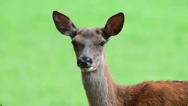 Rotwild, neugierige Hirschkuh, Portrait, Juni