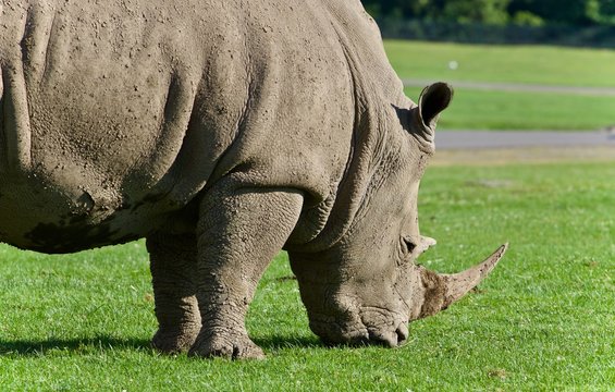 Background with a rhinoceros eating the grass