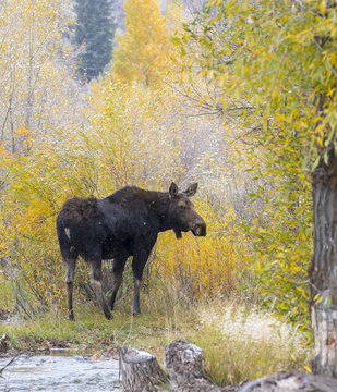 COW MOOSE IN AUTUMN COLORS STOCK IMAGE