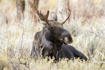 BULL MOOSE IN AUTUMN COLORS STOCK IMAGE