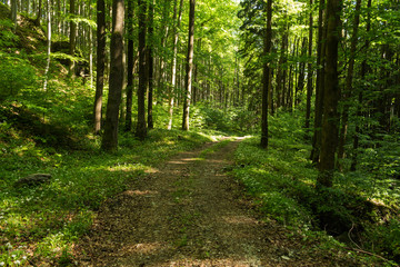 Fototapeta na wymiar Narrow path lit by soft spring sunlight. Forest spring nature. Spring forest natural landscape with forest trees