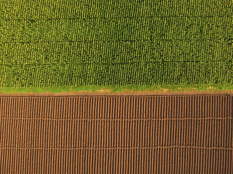 Aerial view ; Rows of soil before planting.Furrows row pattern in a plowed field prepared for planting crops in spring and a corn field grows full of a half area. Horizontal view in perspective.
