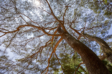 Pine tree with blue sky